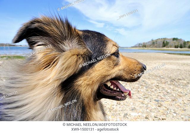 Profile of a long haired german shepherd dog on the beach on a clear blue sky day