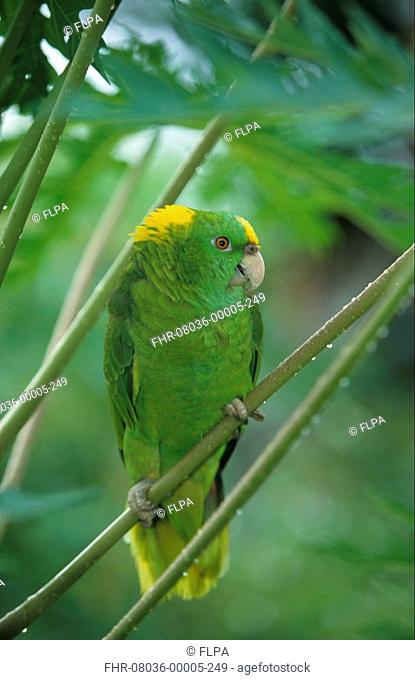 Yellow-naped Amazon Parrot Amozona auropalliata Perched on branch - rain drops - Honduras