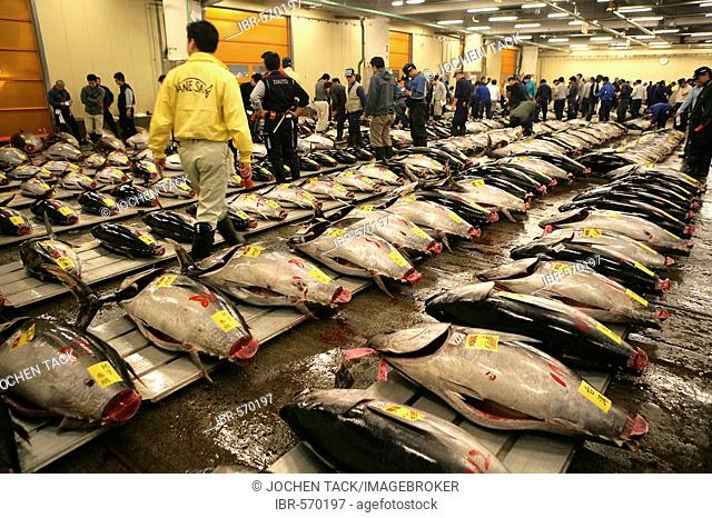 World largest fish wohlesale market Tsukiji Auction of fresh and frozen tuna fish Tokyo Japan