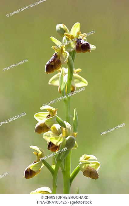 Ophrys aveyronensis - Tiergues, Aveyron, Midi-Pyrénées, Pyrenees, France, Europe