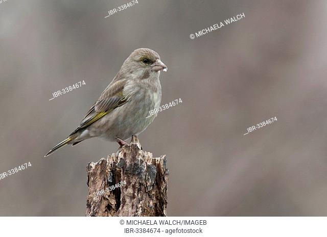 Greenfinch (Carduelis chloris), female perched on a tree stump