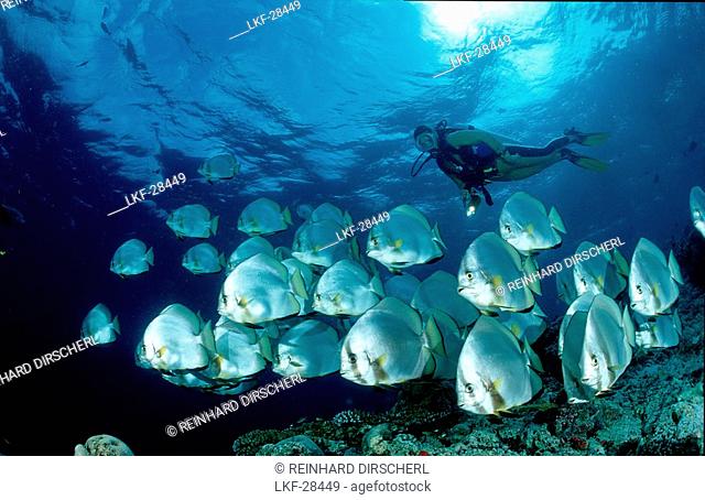 Fledermausfische und Taucher, Pinnate batfish and, Pinnate batfish and scuba diver, Platax pinnatus