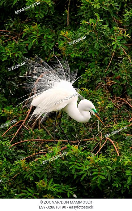 Great Egret showing breeding display
