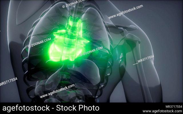 science anatomy scan of human heart glowing