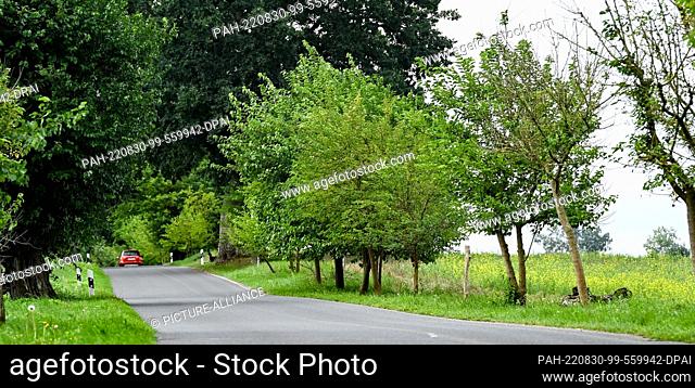 29 August 2022, Brandenburg, Zernikow: The mulberry avenue with its 70 mulberry trees and also other woody plants reminds of the silk production in Brandenburg