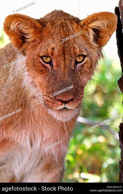 Junger blutverschmierter Kalahari-Löwe im Kgalagadi Transfrontier National Park, Südafrika; young bloody lion in south africa