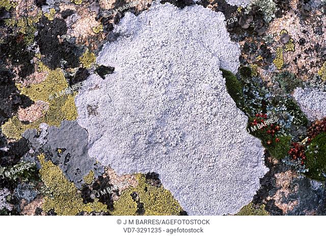 Pertusaria amara is a crustose lichen that grows on bark tree or siliceous rock