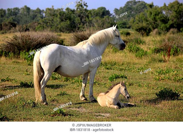 Camargue horse (Equus caballus), mare and foal, Saintes-Marie-de-la-Mer, Camargue, France, Europe