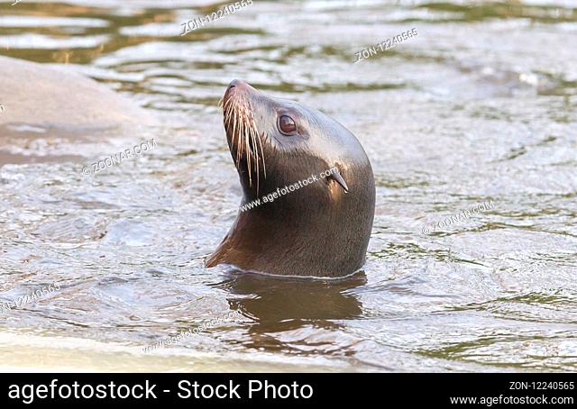 Sea lion swimming in the cold water - Winter time