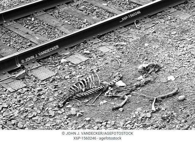 A deer carcass skeleton picked clean next to railroad tracks  Bear Mountain State Park, New York, USA