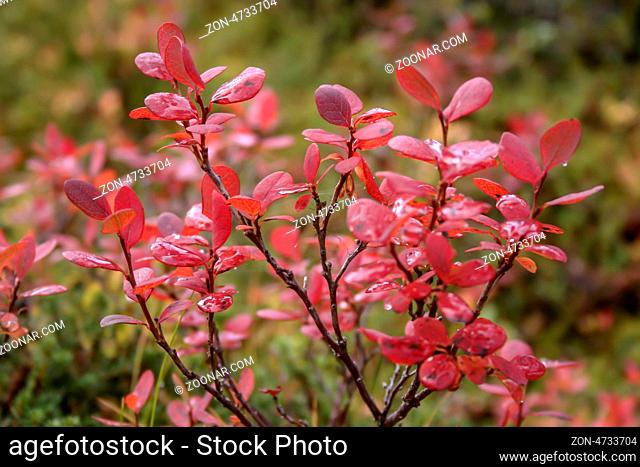 Beautful landscape of colorful plants closeup