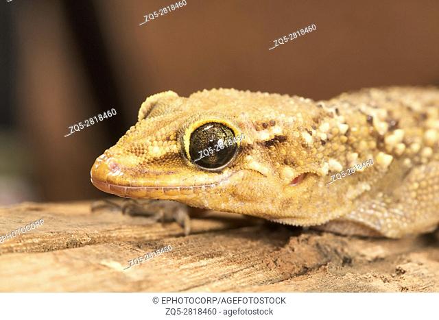 Leaf toed gecko, Hemidactylus parvimaculatus, Bhoramdeo Wildlife Sanctuary, Chhattisgarh. Medium sized gecko seen under boulders in forests and in tree hollows