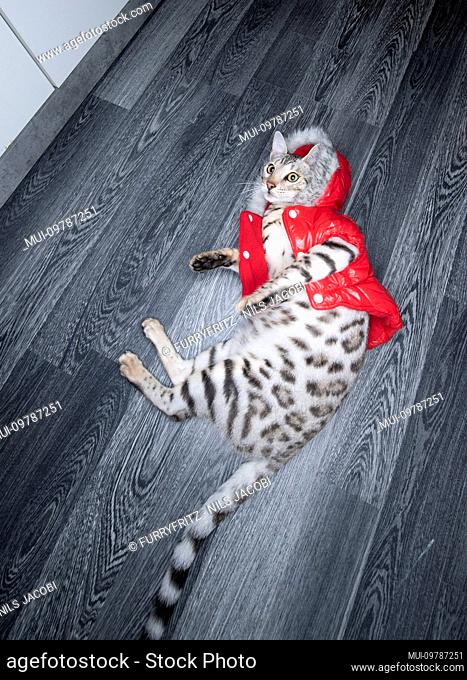 young black silver tabby rosetted bengal cat lying on the floor wearing a red winter jacket with fake fur looking up