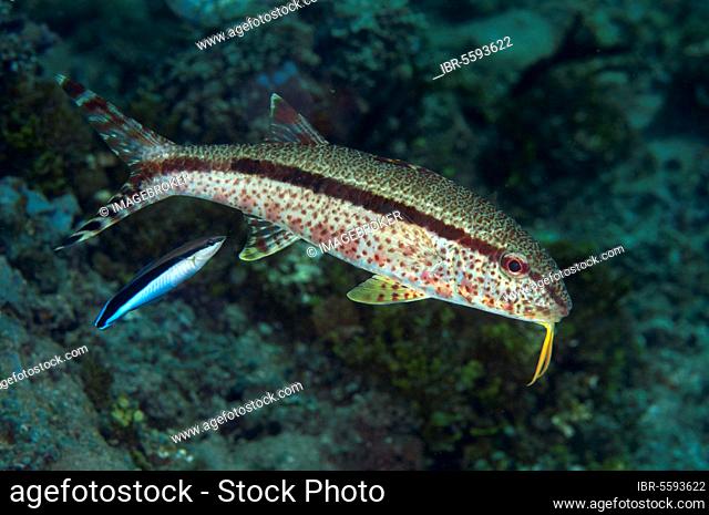 Freckled goatfish (Upeneus tragula) and bluestreak cleaner wrasse (Labroides dimidiatus) two adults, swimming, Ambon Island, Maluku Islands, Banda Sea
