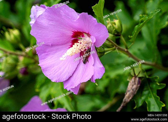 the hibiscus (hibiscus syriacus), also known as the sweet rose, syrian marshmallow, garden hawk or festival flower, belongs to the hibiscus genus in the mallow...