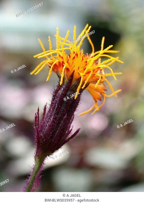 Purple Passion Vine Gynura aurantiaca, inflorescence capitulum
