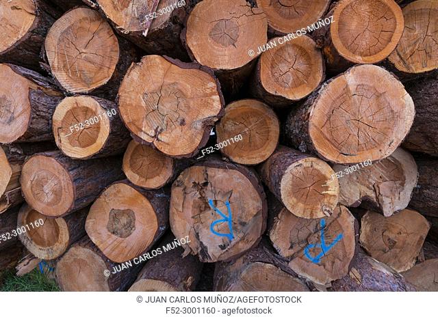 Certified wood, SCOTS PINE (Pinus sylvestris), Parque Natural ""Laguna Negra y Circos Glaciares de Urbión"", Soria province, Castilla y Leon, Spain, Europe