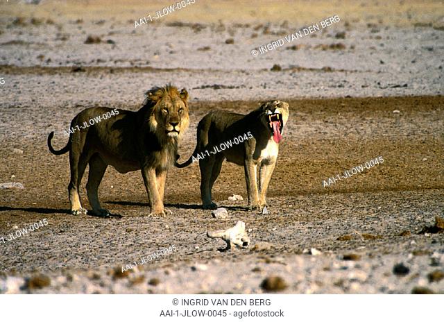 Lion and Lioness, Etosha, Nambia