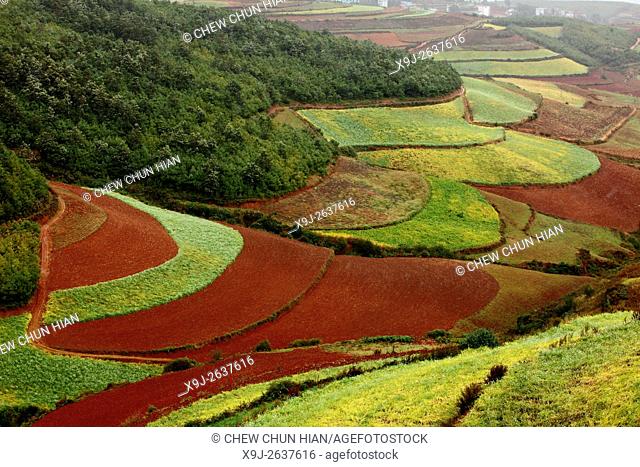 Terrace cultivation, Red lands, Dongchuan District, Kunming municipality, Yunnan Province, China