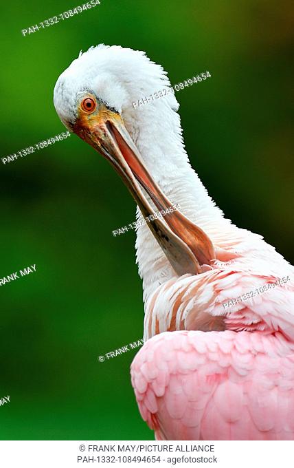 Roseate Spoonbill, Germany, city of Walsrode, 30.August 2018. Photo: Frank May | usage worldwide. - Walsrode/Niedersachsen/Germany