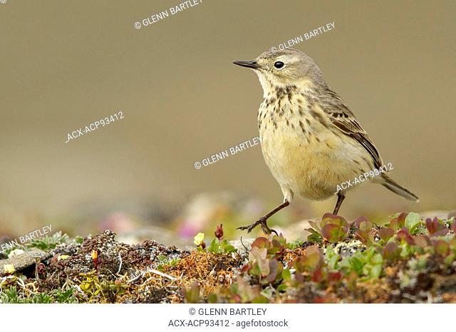 American Pipit (Anthus rubescens) perched on the tundra in Nome, Alaska