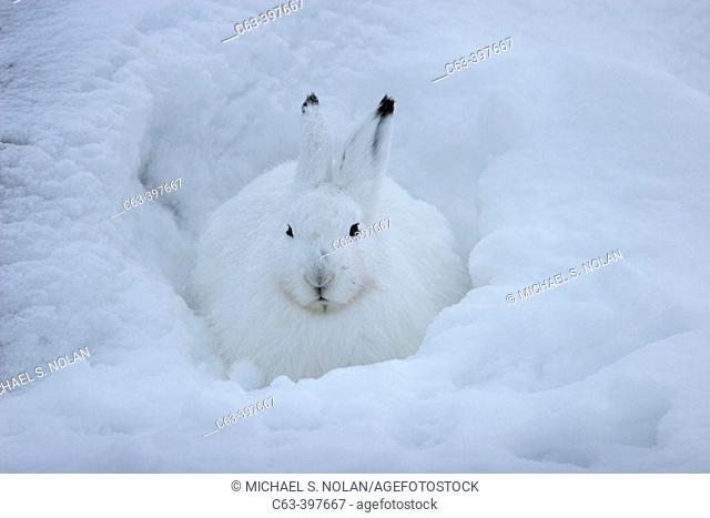 Adult Arctic Hare (Lepus arcticus) near Churchill, Manitoba, Canada along the shores of Hudson Bay