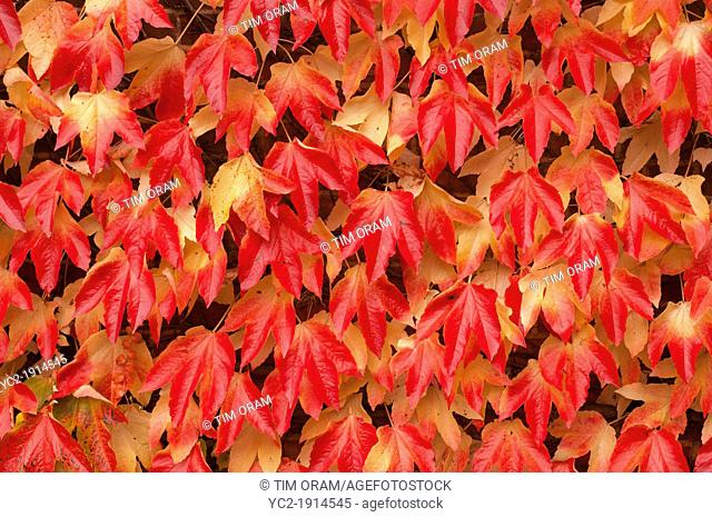 The leaves of Virginia Creeper in autumn on the outside of a Uk house  Parthenocissus quinquefolia