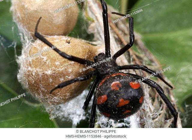 Italy, Araneae, Theridiidae, Mediterranean black widow or Steppe spider (Latrodectus tredecimguttatus), juvenile emergence of cocoon