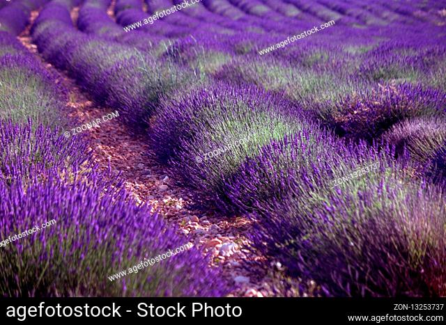 Lavendelfeld bei Puimoisson, Plateau Valensole, Frankreich - Lavender field near Puimoisson, Plateau Valensole, France
