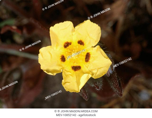 Spotted Rockrose (Tuberaria guttata). Jersey