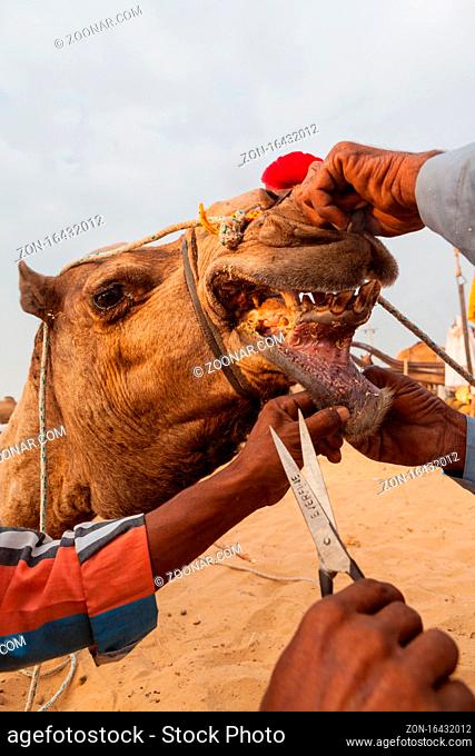 Camel traders are trying to cut hairs around mouth of the camel and the camel resists in Pushkar Camel Fair
