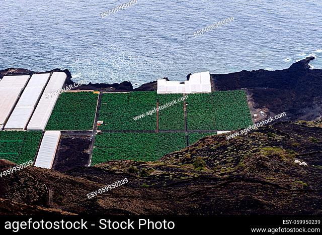 Banana plantation with greenhouses in a volcanic landscape in Fuencaliente, La Palma, Canary Islands. Musa X paradisiaca farm