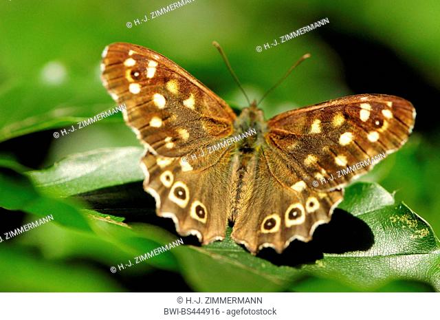 Speckled Wood (Pararge aegeria), male on a leaf, wings open, Germany