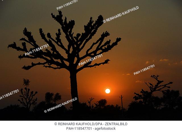 Sunset in the Thar - desert near Mandawa in northern India - in the foreground an Indian acacia, taken on 06.02.2019 | usage worldwide