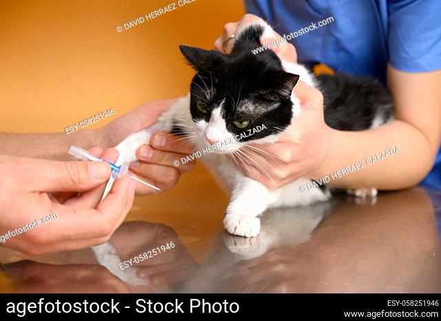 Veterinarian puts intravenous drip to a cat on operating table at animal hospital. High quality photo