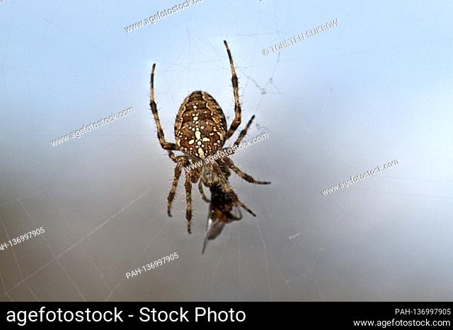 11/01/2020, Schleswig, a garden spider (Araneus diadematus) eats its prey in the spider web, a fly on a beautiful autumn day in November 2020 in Schleswig