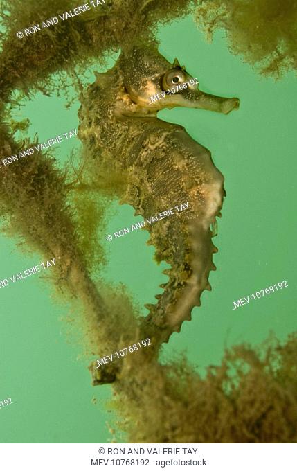 Seahorse - on an old net (Hippocampus breviceps)
