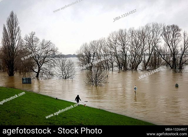 Duisburg, North Rhine-Westphalia, Germany - flooding on the Rhine, the trees on the dike in the Marxloh district are under water
