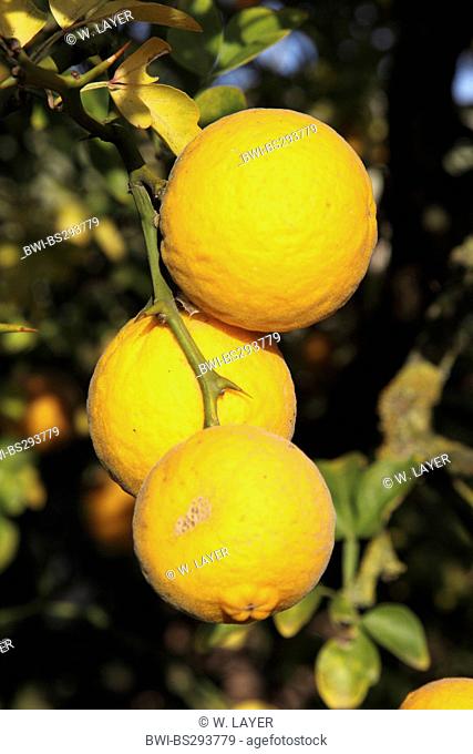 trifoliate orange (Poncirus trifoliata), fruits