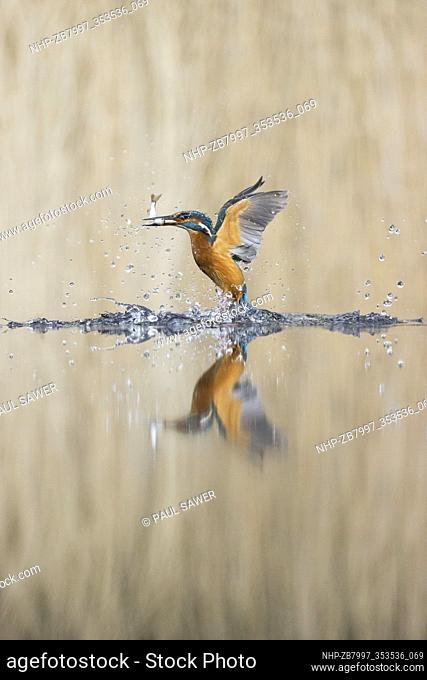 Common Kingfisher (Alcedo atthis) adult male emerging from dive with Common Rudd (Scardinius erythropthalamus) prey in beak, Suffolk, England, May