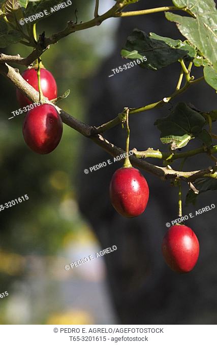 In the image fruits of Tree Tomato, Solanum betaceum, common names, tree tomato, Andean tomato, serrano tomato, yucca tomato, Nordic handle, or eggplant