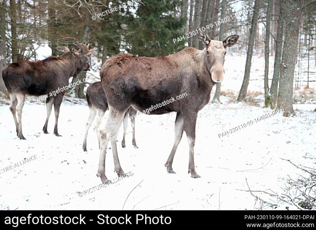 12 December 2022, Sweden, Öster Malma: A cow moose stands in the Öster Malma Wildlife Park in Sweden. The climate crisis is not leaving the animals unscathed