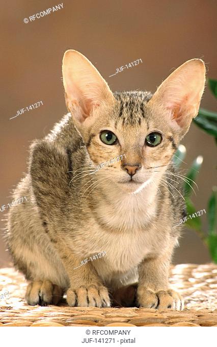 Oriental Shorthair cat - sitting on basket