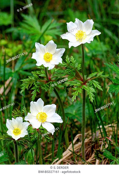 Alpine anemone (Pulsatilla alpina), blooming, Italy, South Tyrol, Dolomites, Fanes-Sennes-Prags Nature Park