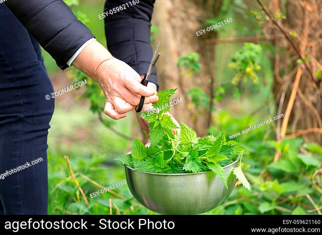 Woman gathers nettle at spring garden for healthy detoxify soup and tea
