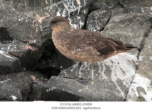 Chilean Skua Catharacta chilensis adult, standing on rock, Ushuaia, Tierra del Fuego, Argentina, december