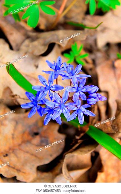 Blue scilla flowers in the forest