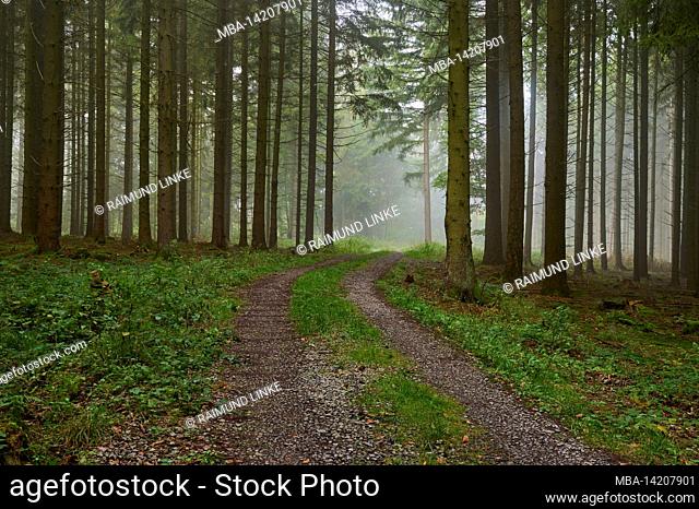 Forest path, coniferous forest, damp, fog, morning, Mönchberg, Spessart, Bavaria, Germany