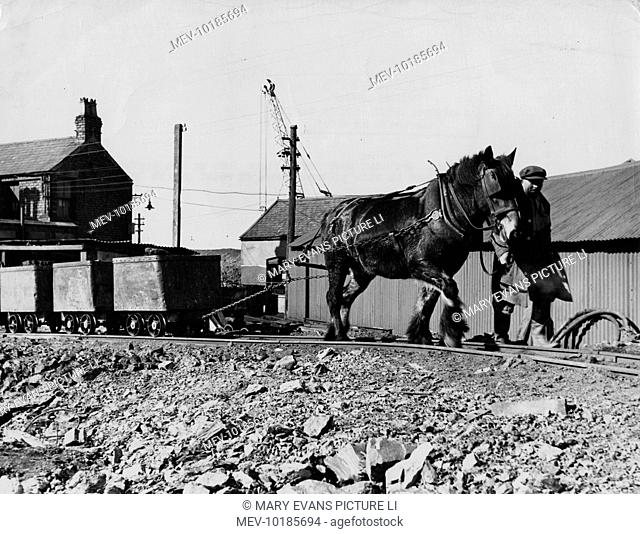 A blinkered pit pony, pulling along coal wagons on a colliery rail track. Point of Ayr Colliery, Scotland