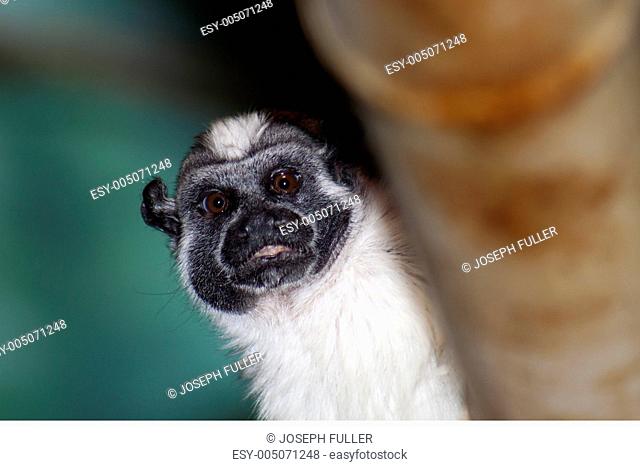 Panamanian, Red-crested or Rufous-naped Tamarin, the Geoffroy’